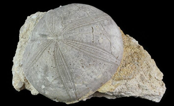 Displayable Fossil Sea Urchin (Clypeus) - England #65856